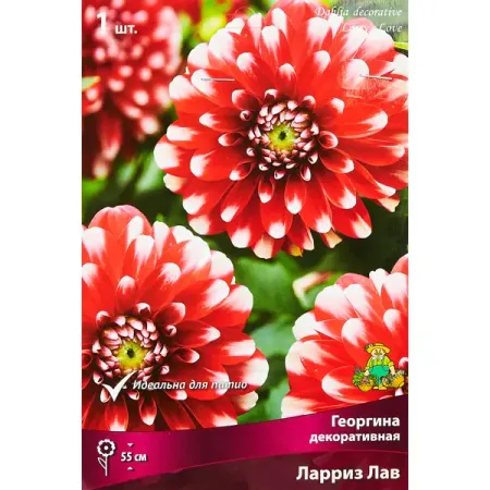 Георгина декоративная Ларриз Лав ная декоративная решетка для растений