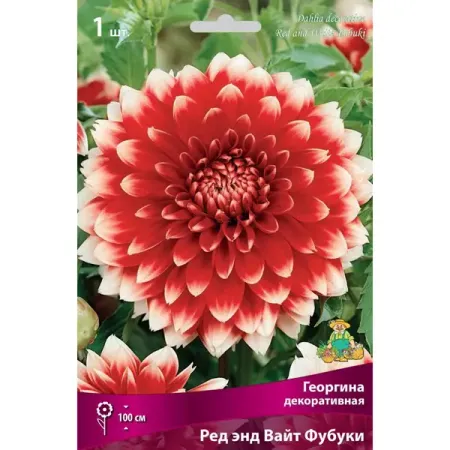 Георгина декоративная Ред Энд Вайт Фубуки луковица I