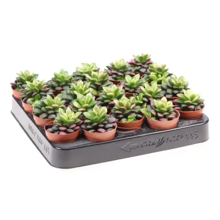 Анакампсерос ø5.5 h70 см