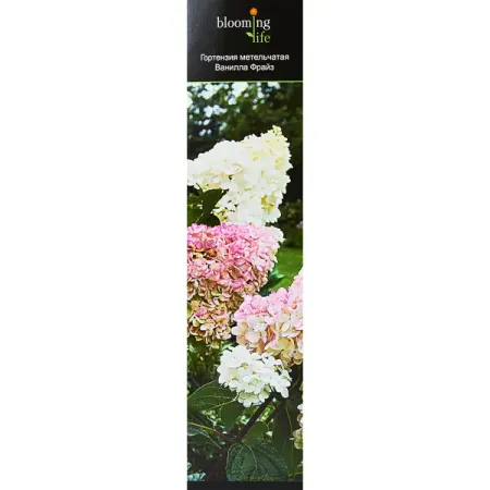 Гортензия метельчатая микс ø9.2 h36 см гортензия метельчатая жемчужина фестиваля ø17 h20 см