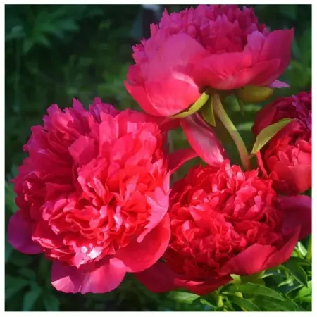 Пион травянистый Команд Перфоманс ø9 h30 см