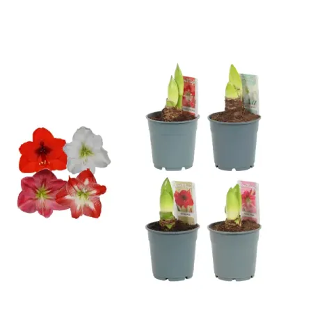 Гиппеаструм микс ø12 h25 см