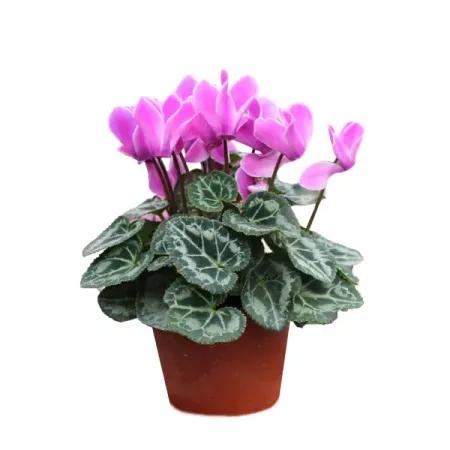 Цикламен микс ø12 h20 см