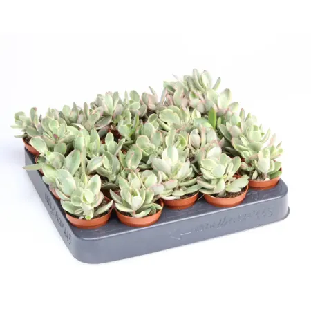 Крассула Манимейкер ø5.5 h8 см