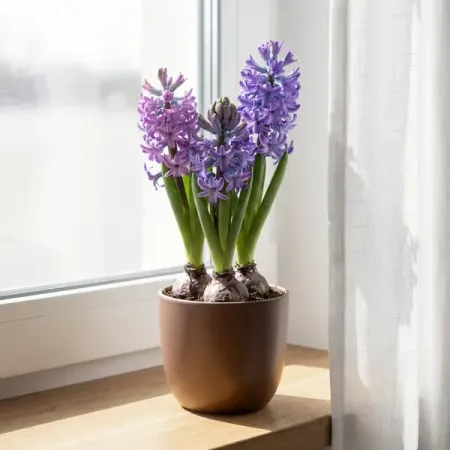 Гиацинт микс ø10.5 h15 см