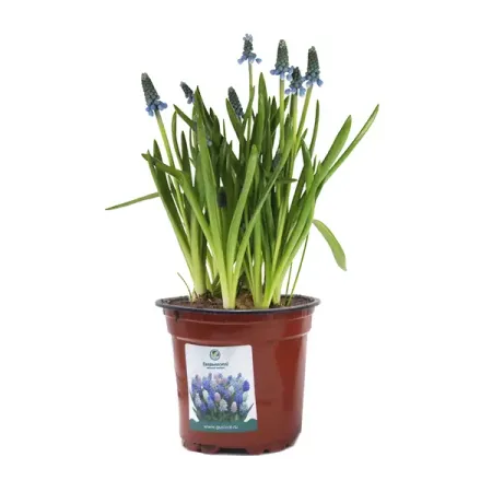 Мускари микс ø10 h15 см 5 шт. мускари lefeber peppermint 20 шт