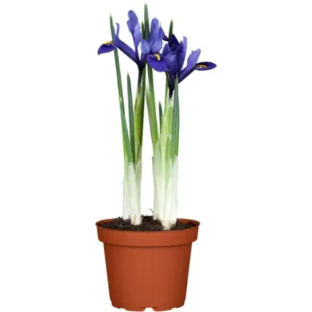 Ирисы Даймонд Коллекшен микс ø9 h15 см