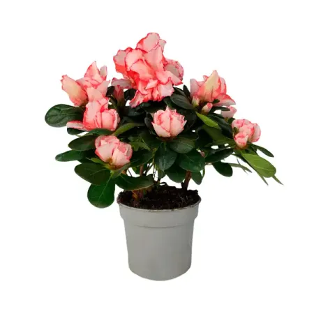 Азалия микс ø9 h20 см