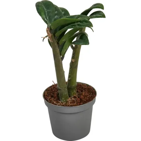 Замиокулькас Зензи ø9 h25 см керамические шарикоподшипники 608ce zro2 8x22x7 мм