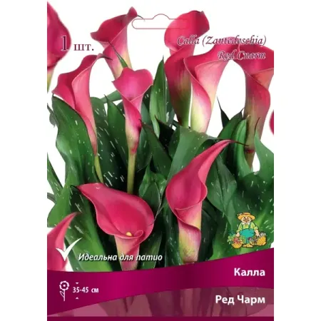 Калла Ред Чарм луковица 14/16