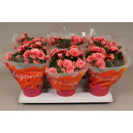 Бегония Бориас ø13 h30 см бегония гавриш гоу гоу розовая f1 клубневая гранул 4 шт пробирка