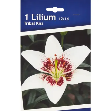 Лилия азиатская Трайбл Кисс