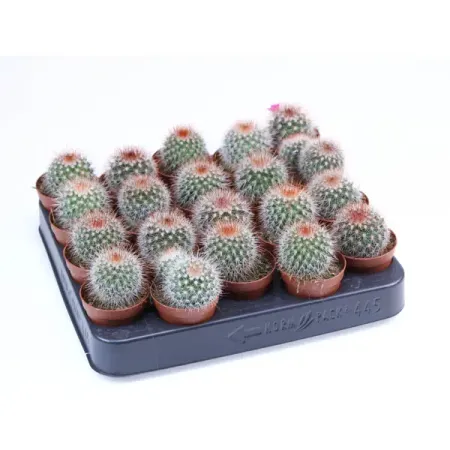 Маммиллярия Спинозиссима ø5.5 h10 см