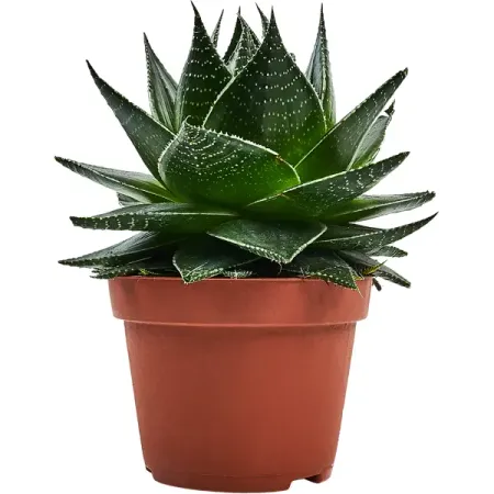 Алоэ Космо ø10.5 h18 см