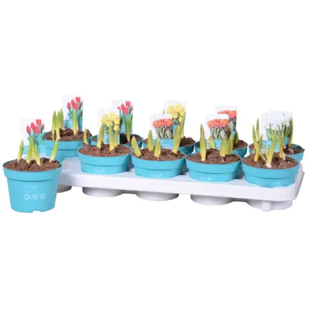 Тюльпан микc ø12 h15 см