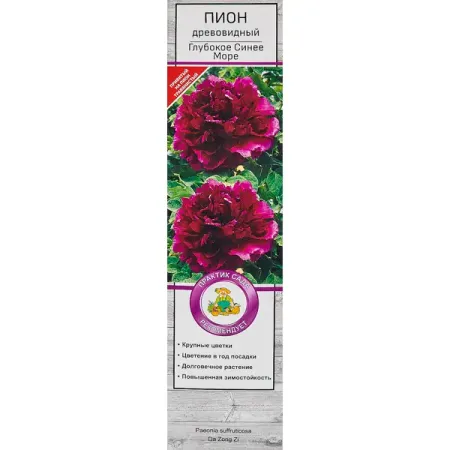 Пион древовидный Глубокое синее море