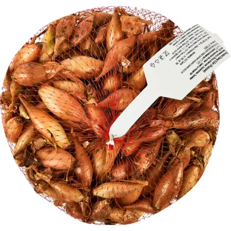 Лук севок Олина луковицы 12 0.5 кг