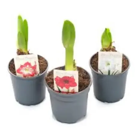 Гиппеаструм микс ø12 h25 см