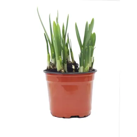 Нарцисс ø12 h35 см 5 шт.