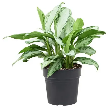 Аглаонема Мария Кристина ø12 h40 см