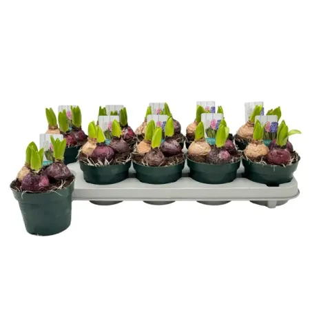 Гиацинт Трио Карнавал ø12 h15 см