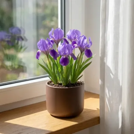 Ирис микс ø10 h15 см 5 шт.