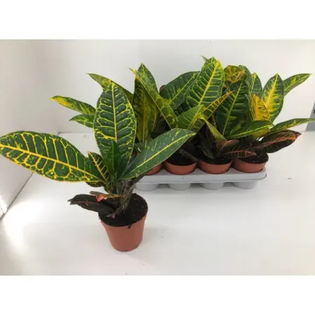 Кротон Петра ø13 h40 см