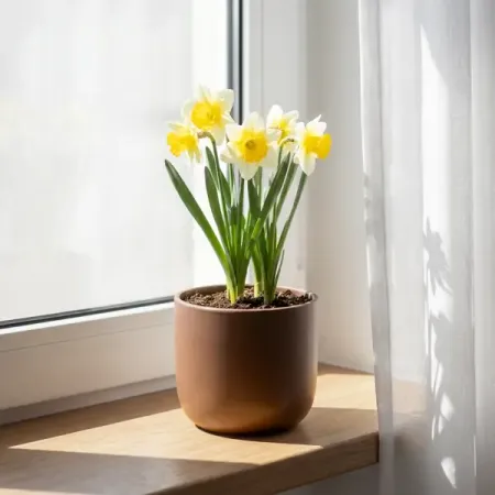 Нарцисс ø10 h15 см 3 шт.