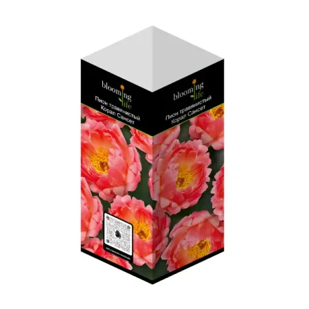 Пион травянистый голландские сорта h20 см