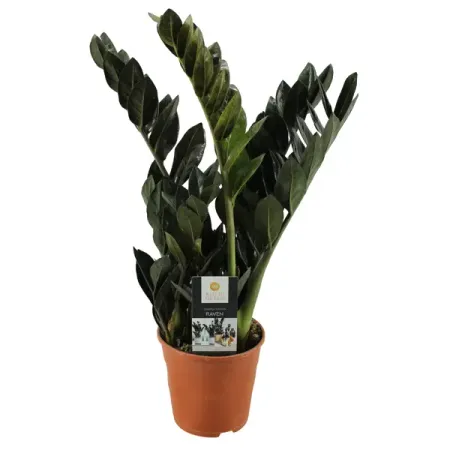 Замиокулькас черный ø14 h50 см