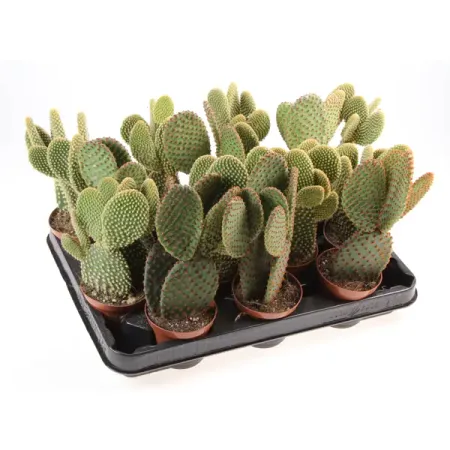 Кактус Опунция микс ø8.5 h17 см