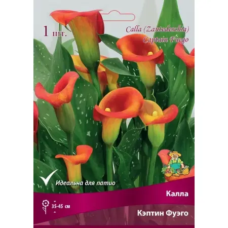 Калла Кэптин Фуэго луковица 14/16