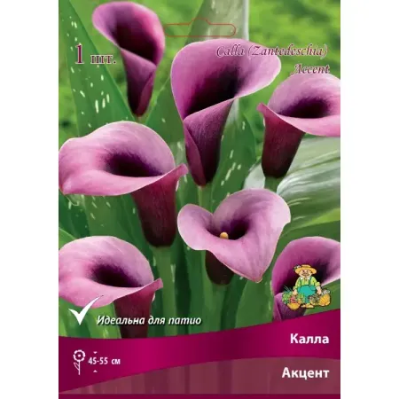 Калла Акцент луковица 14/16