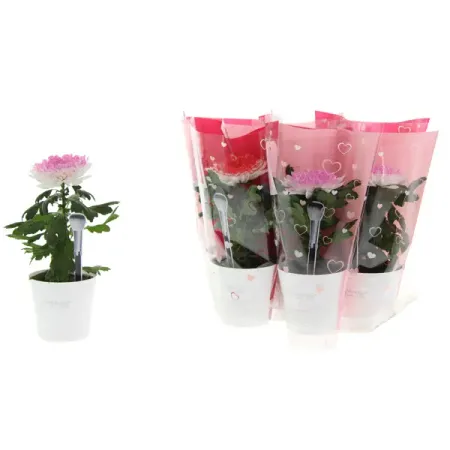 Хризантема Супернова белая ø10.5 h30 см искусственные ы laurelchow шелк хризантема маргаритка кореопсис гербера