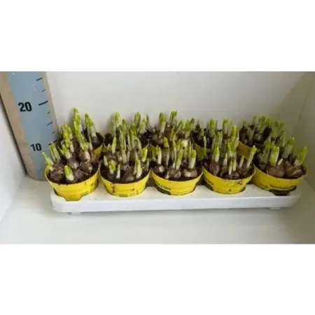 Нарцисс Тет-а-Тет ø12 h15 см