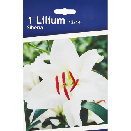 Лилия восточная Сибирь