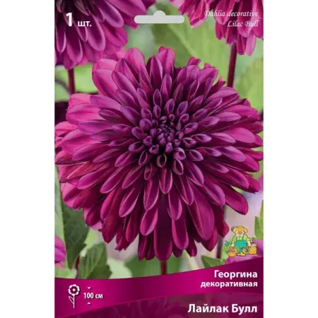 Георгина декоративная Лайлак Булл луковица I greathope washi tape декоративная лента с ами и листьями 10 м