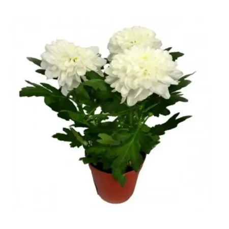 Хризантема Зембла белая микс ø13 h33 см искусственные ы laurelchow шелк хризантема маргаритка кореопсис гербера