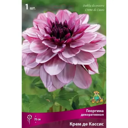 Георгина декоративная Бордо Крем Де Кассис луковица I крем суп доширак сырный по швейцарски 2 в 1 23 г