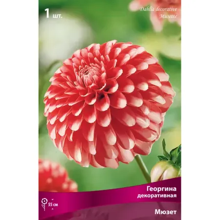 Георгины декоративные Мюзетт I, 1 шт декоративные наклейки для альбома tiamech