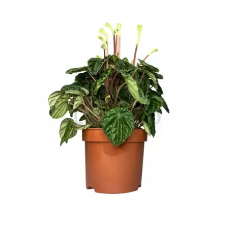 Пеперомия Лилиан ø12 h25 см