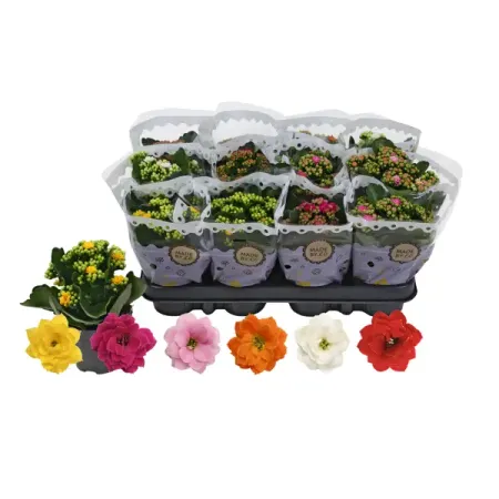 Каланхоэ Каландива ø9 h17 см