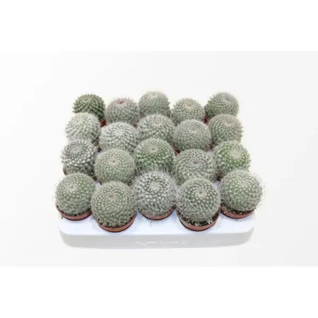 Маммилярия Хаханина ø5.5 h8 см