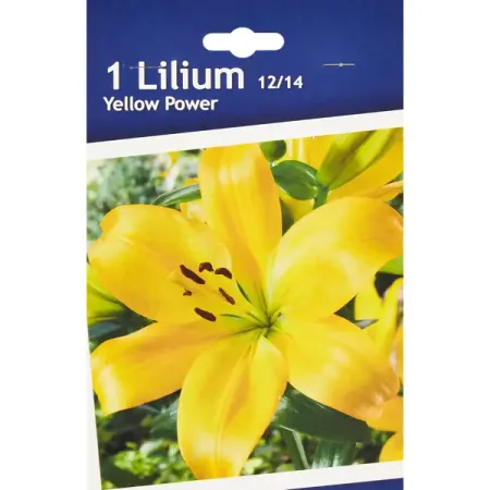 Лилия ла-гибрид Йеллоу Пауэр