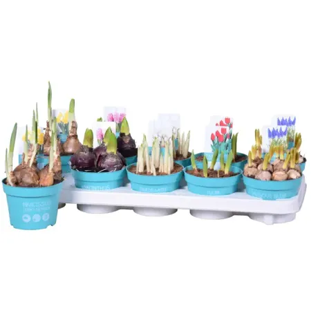 Смесь луковичных цветов Даймонд Коллекшен ø12 h15 см