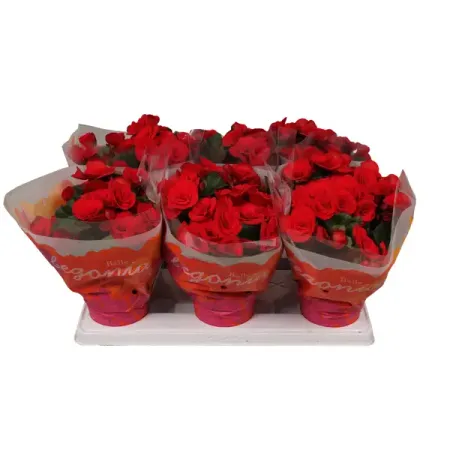 Бегония Баладин ø13 h32 см бегония гавриш гоу гоу розовая f1 клубневая гранул 4 шт пробирка