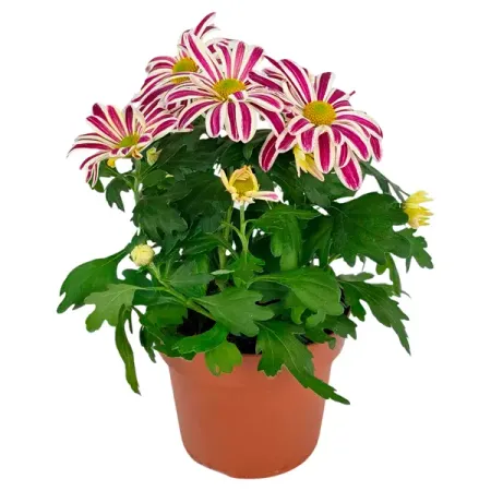 Хризантема Эль Флер розовая ø14 h27.5 см искусственные ы laurelchow шелк хризантема маргаритка кореопсис гербера