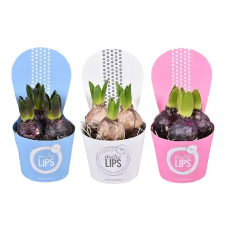 Гиацинт ø10.5 h15 см 3 шт.