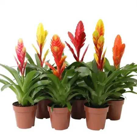 Вриезия Раннер Капкейк микс ø12 h50 см