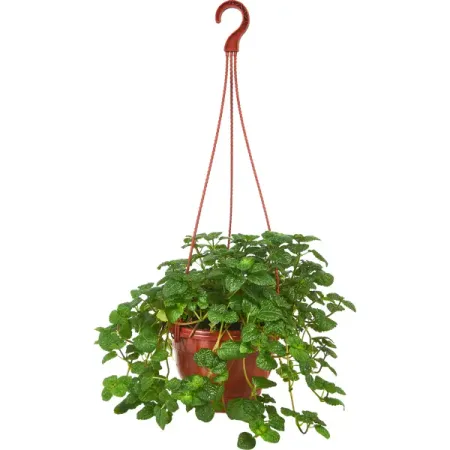 Пеперомия Монетолистная ø15 h25 см